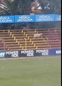 ‘Baaaaaaad day at the office’ – Sheep spotted in the stands before Uruguayan league match
